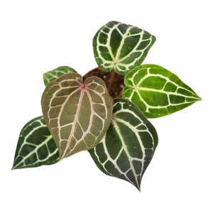 Anthurium 'Michelle'