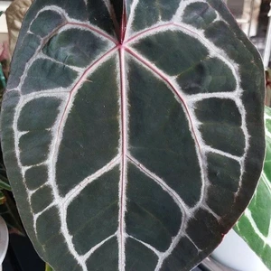 Anthurium 'Michelle' - image 2