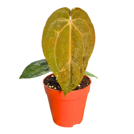 Anthurium 'Michelle' x 'Red Velvet Cake'