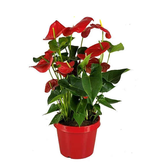 Anthurium 'Minnesota'