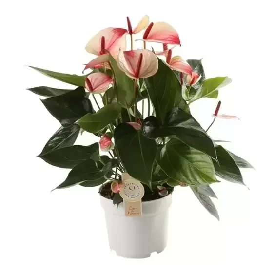 Anthurium 'Mystique Pink'