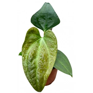 Anthurium napo