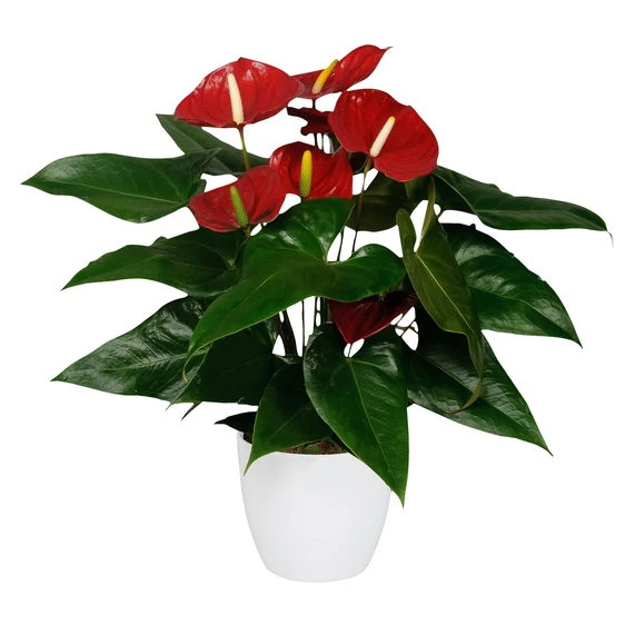 Anthurium 'Nevada'