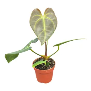 Anthurium papillilaminum x 'Dark Phoenix' - image 1
