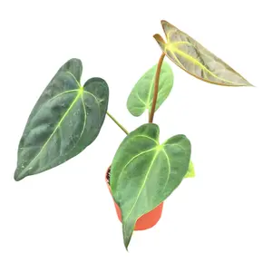Anthurium papillilaminum x 'Dark Phoenix' - image 2