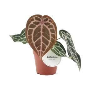 Anthurium 'Pink Blush'