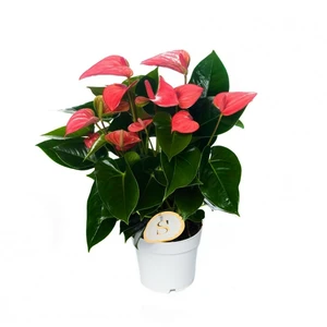 Anthurium 'Pink Champion' 17cm - image 1