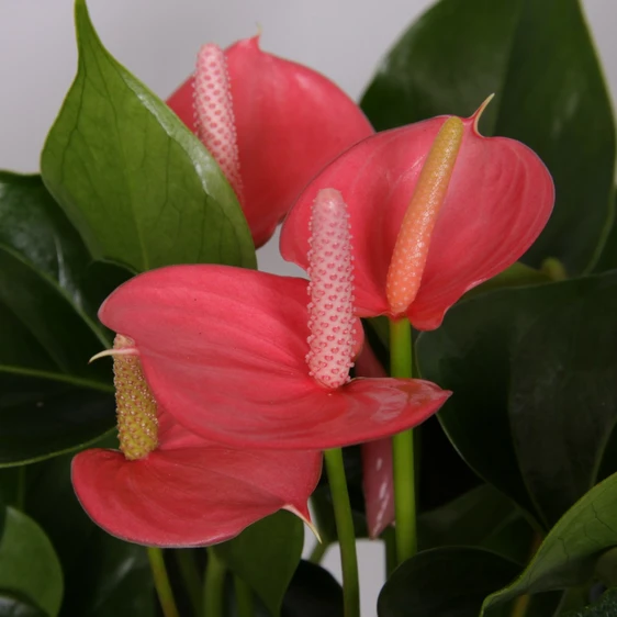 Anthurium 'Pink Champion' 12cm - image 2