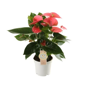 Anthurium 'Pink Champion' 12cm - image 1