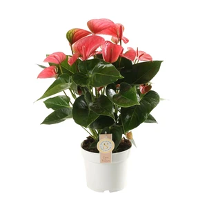 Anthurium 'Pink Champion' 14cm - image 1