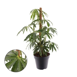 Anthurium polyschistum