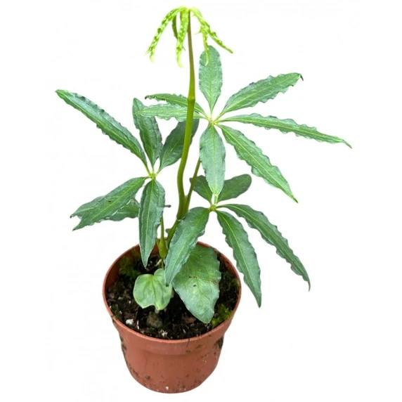 Anthurium polyschistum 10.5cm