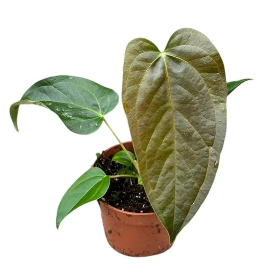 Anthurium 'Queen of Hearts' 10.5cm - image 1
