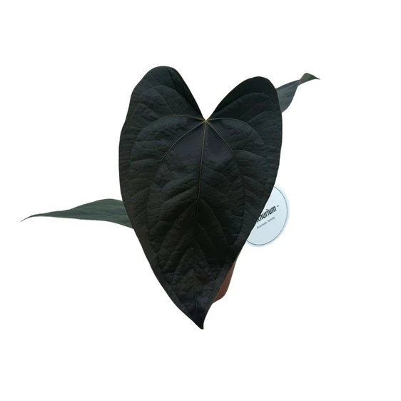 Anthurium 'Queen of Hearts' 10.5cm - image 2