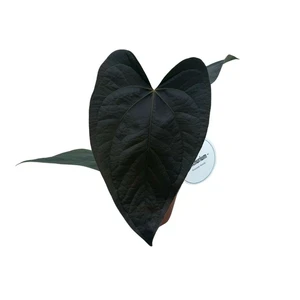 Anthurium 'Queen of Hearts' 10.5cm - image 2