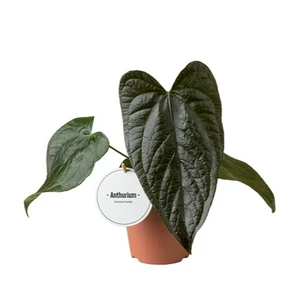 Anthurium 'Queen of Hearts'