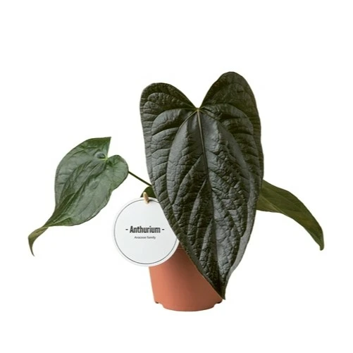 Anthurium 'Queen of Hearts' 12cm