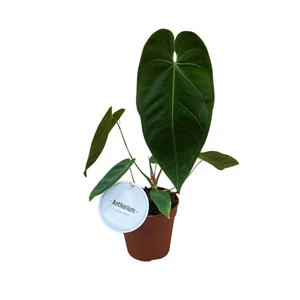 Anthurium queremalense