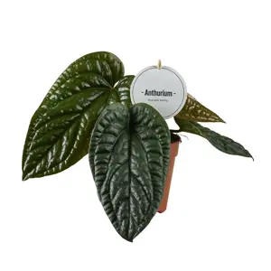 Anthurium radicans x luxurians