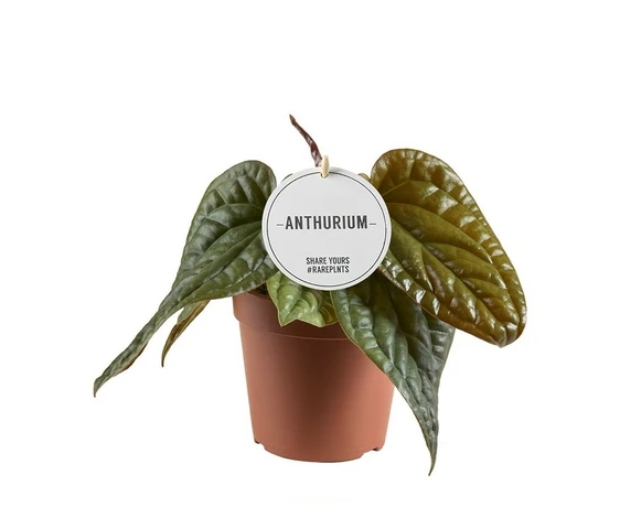 Anthurium radicans x luxurians - image 1
