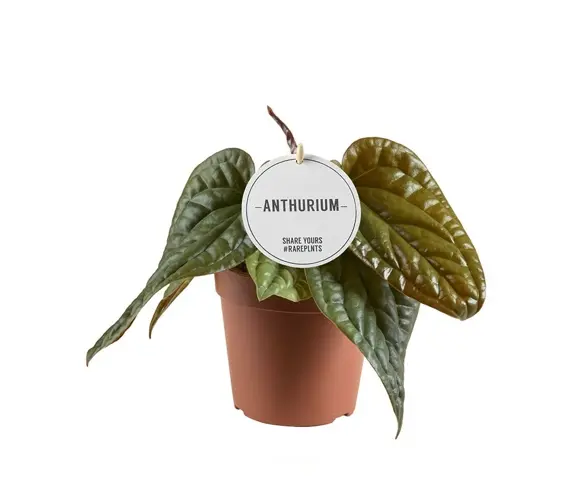 Anthurium radicans x luxurians 12cm - image 1