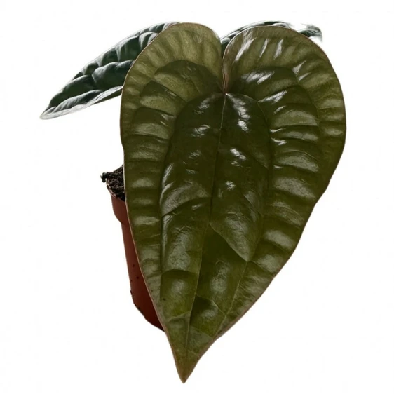 Anthurium radicans x luxurians - image 2