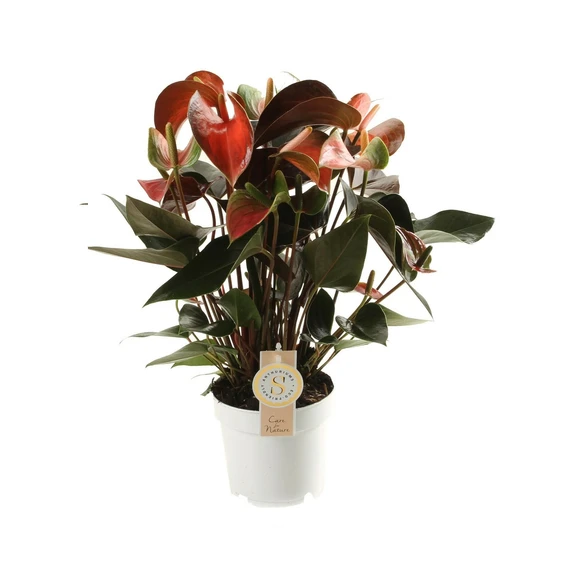 Anthurium 'Rainbow Champion'