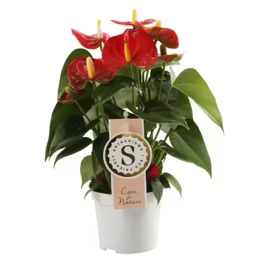 Anthurium 'Red Champion' 12cm