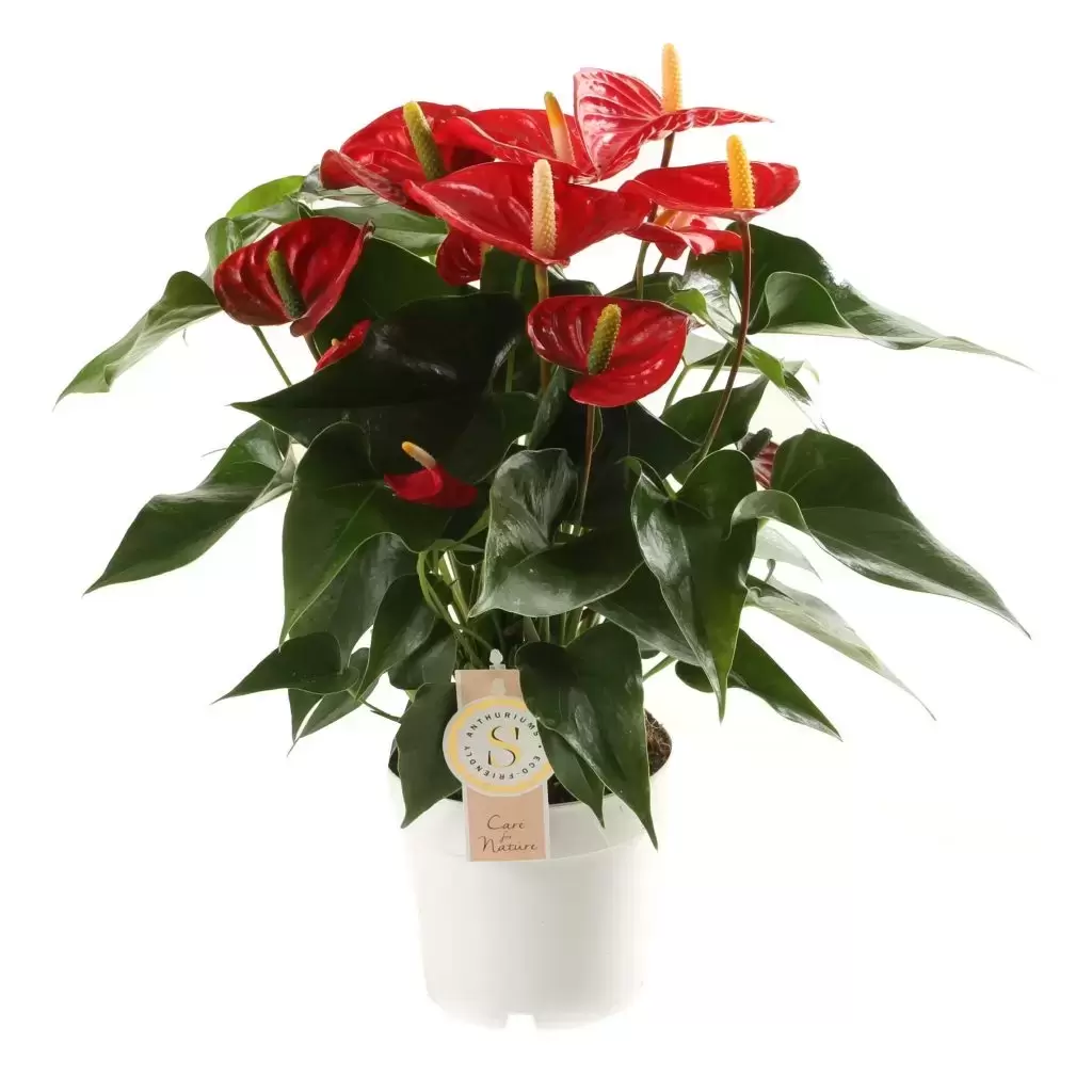 Anthurium 'Red Champion' 14cm - Cowell's Garden Centre | Woolsington