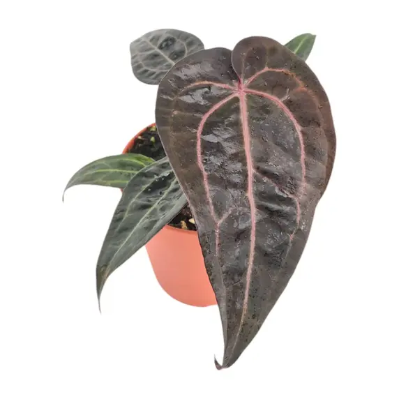 Anthurium 'Red Velvet Cake'