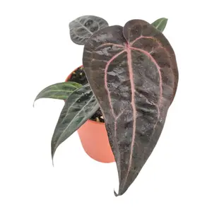 Anthurium 'Red Velvet Cake'