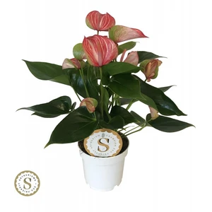 Anthurium 'Royal Livium'