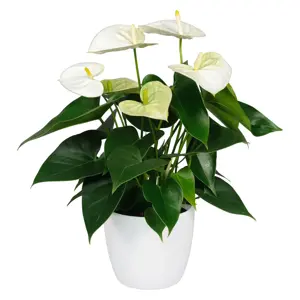 Anthurium 'Samora' 17cm