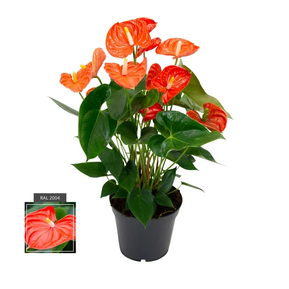 Anthurium 'Sierra Orange'