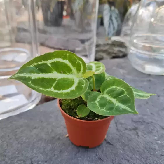 Anthurium crystallinum 'Silver Blush' 6cm - image 1