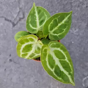 Anthurium crystallinum 'Silver Blush' 6cm - image 2