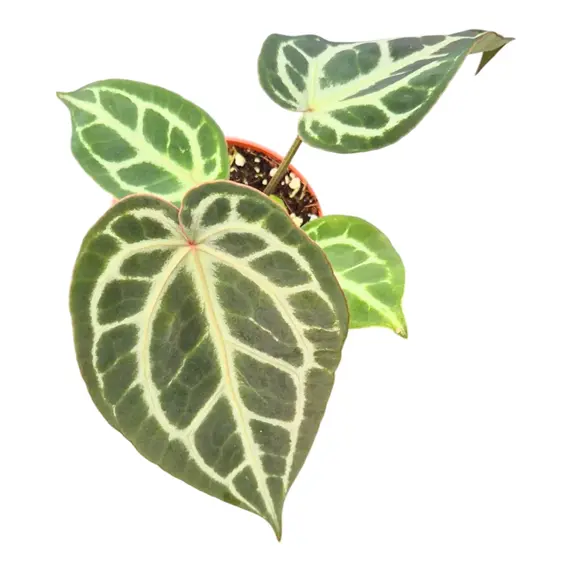 Anthurium 'Silver Blush Mint x Michelle'