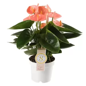 Anthurium 'Spirit Champion' 12cm