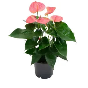 Anthurium 'Sweet Dream'