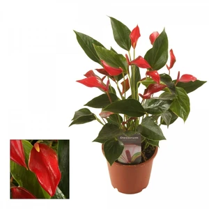 Anthurium 'Trillions Red'
