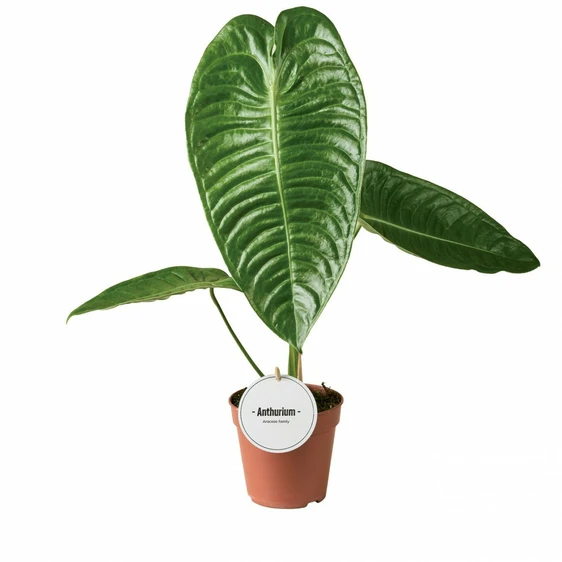 Anthurium veitchii - image 2