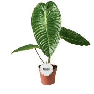 Anthurium veitchii - image 2