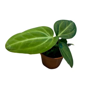 Anthurium villenaorum 6cm