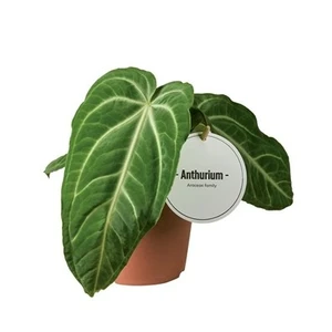 Anthurium villenaorum 12cm