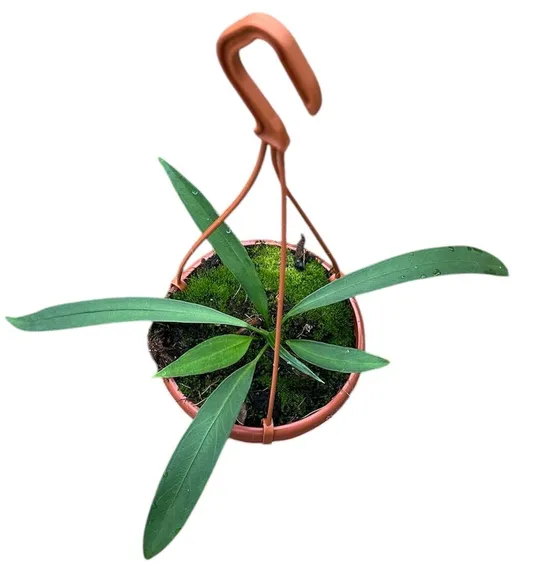 Anthurium vittarifolium 14cm Hanging Pot