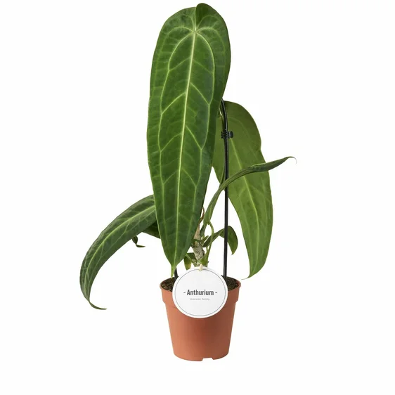 Anthurium warocqueanum 12cm