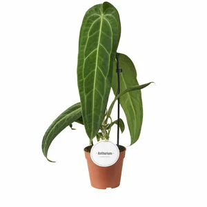 Anthurium warocqueanum 12cm
