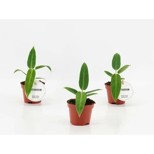 Anthurium warocqueanum 6cm