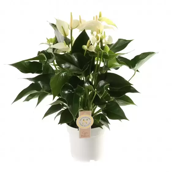Anthurium 'White Champion' 14cm - image 2