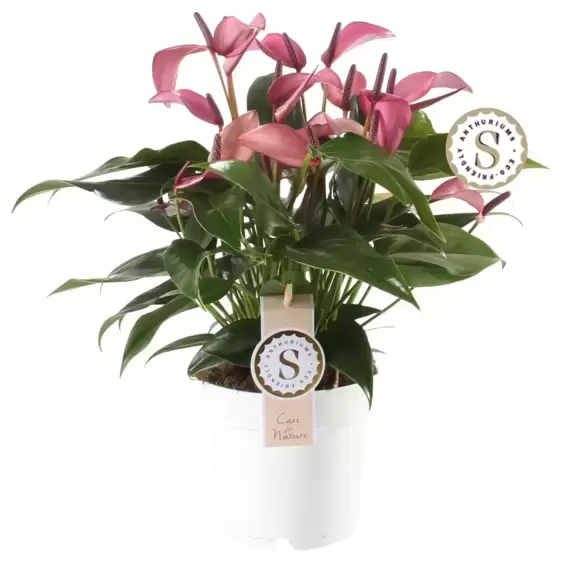 Anthurium 'Zizou' 14cm - image 2